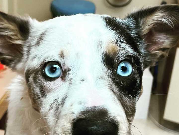 Pet Ophthalmology